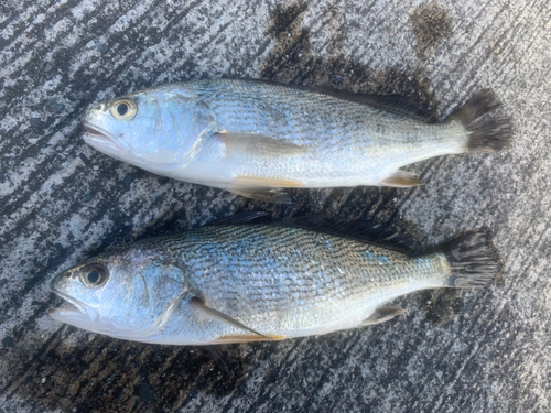 イシモチの釣果