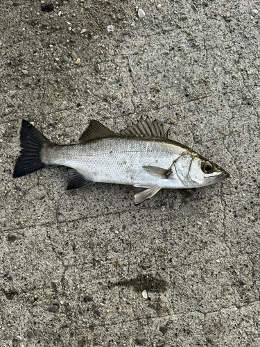 セイゴ（ヒラスズキ）の釣果