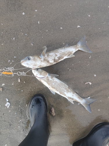 ボラの釣果