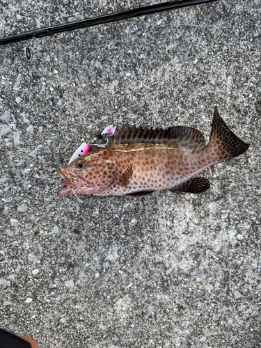 オオモンハタの釣果