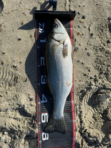 ヒラスズキの釣果