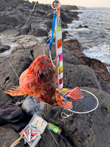 ガシラの釣果