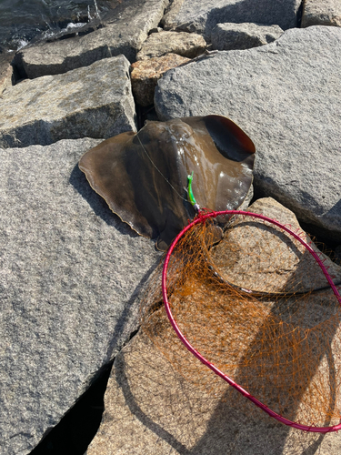 アカエイの釣果