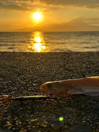 エソの釣果