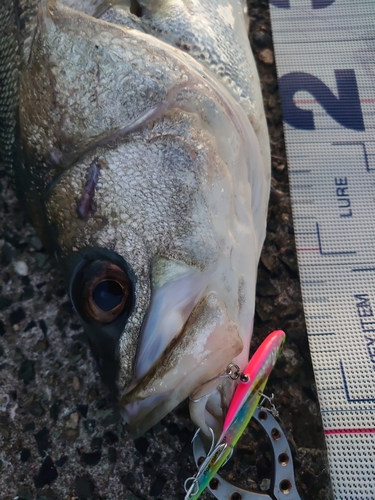 シーバスの釣果