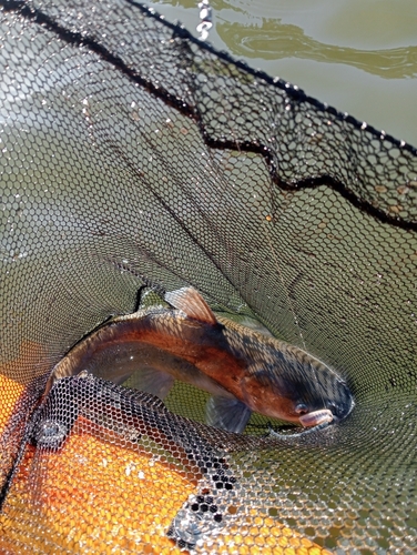 アメリカナマズの釣果