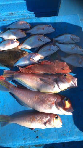 アマダイの釣果