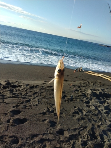 シロギスの釣果