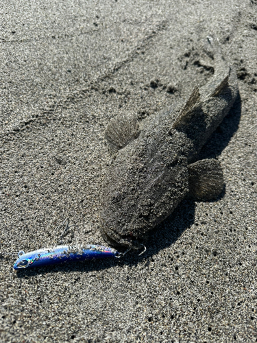 コチの釣果