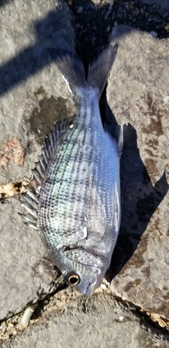 チヌの釣果