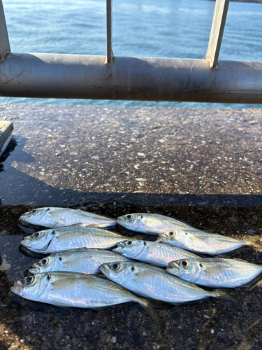 アジの釣果