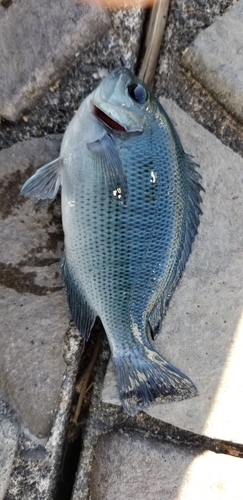 メジナの釣果