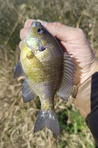 ブルーギルの釣果