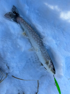 アメマスの釣果