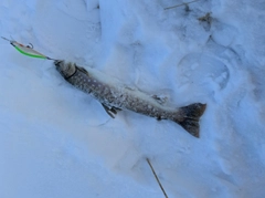 アメマスの釣果