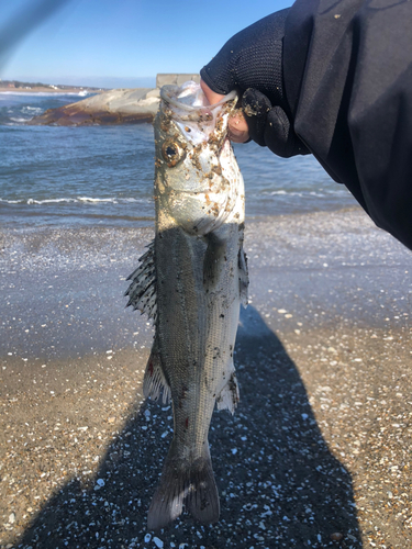 釣果