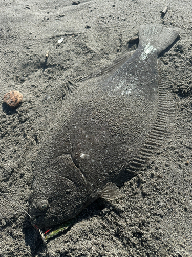 ヒラメの釣果