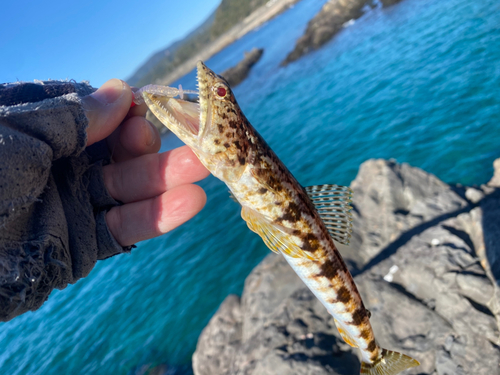 エソの釣果