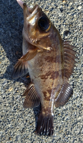 メバルの釣果