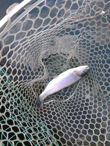 ニジマスの釣果