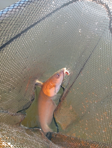 アメリカナマズの釣果