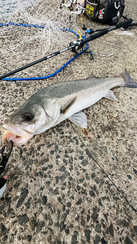 ヒラスズキの釣果