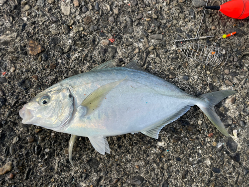 シマアジの釣果