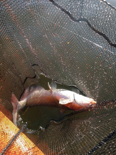 アメリカナマズの釣果