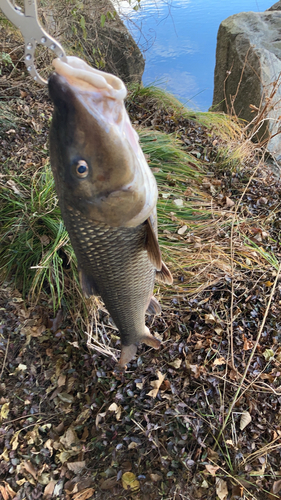 ニゴイの釣果