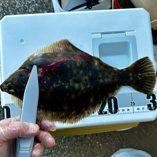 カレイの釣果