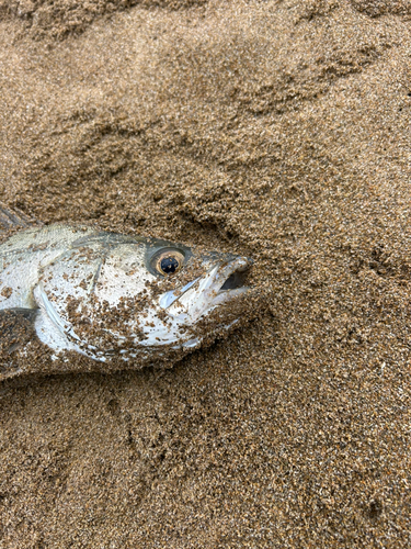 スズキの釣果