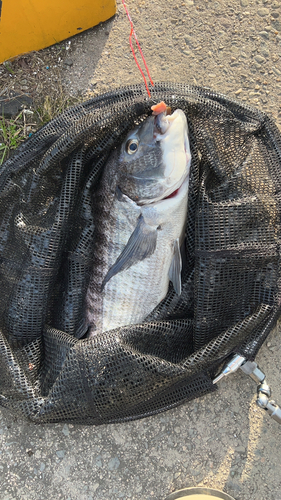 チヌの釣果