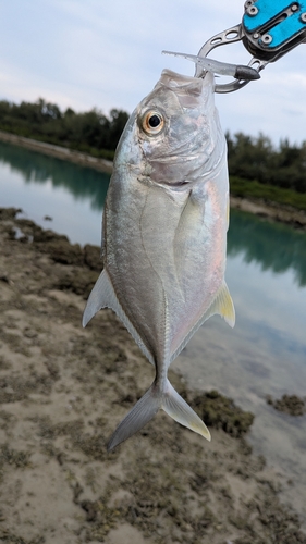 ロウニンアジの釣果