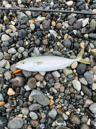 イナダの釣果