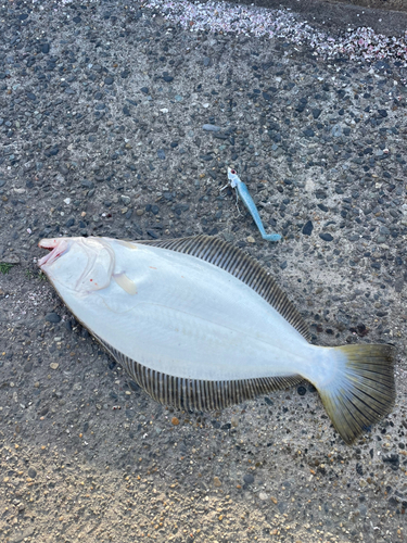 ヒラメの釣果