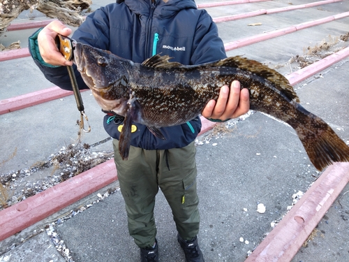 アイナメの釣果