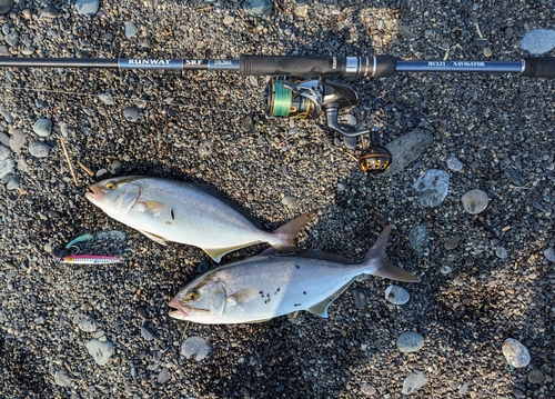 ショゴの釣果