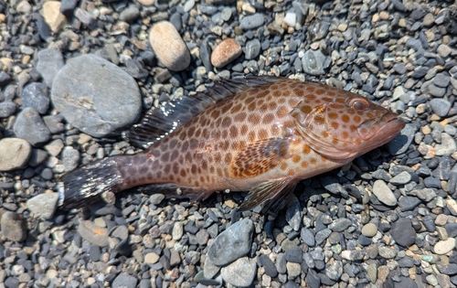 オオモンハタの釣果