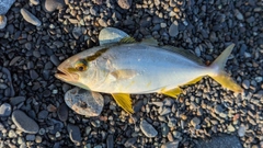 ショゴの釣果