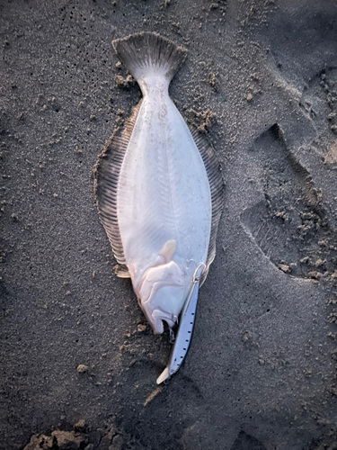 ソゲの釣果