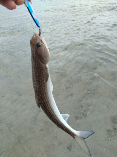 マエソの釣果