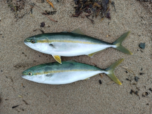 フクラギの釣果