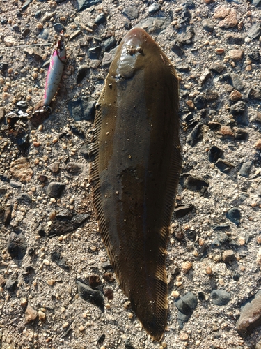 シタビラメの釣果