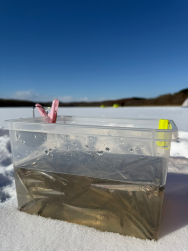 ワカサギの釣果