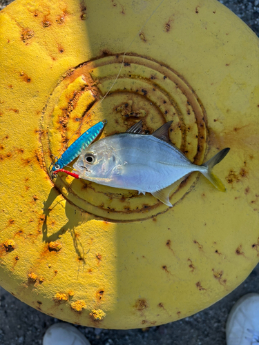 メッキの釣果