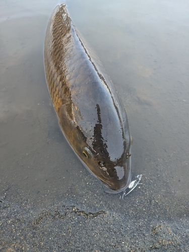 コイの釣果