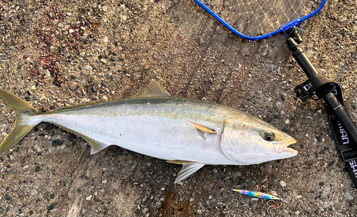 ブリの釣果