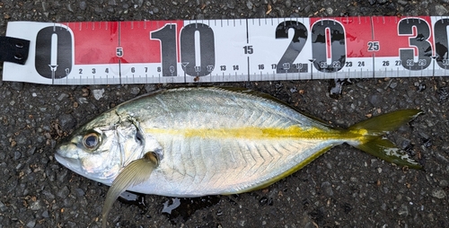 シマアジの釣果