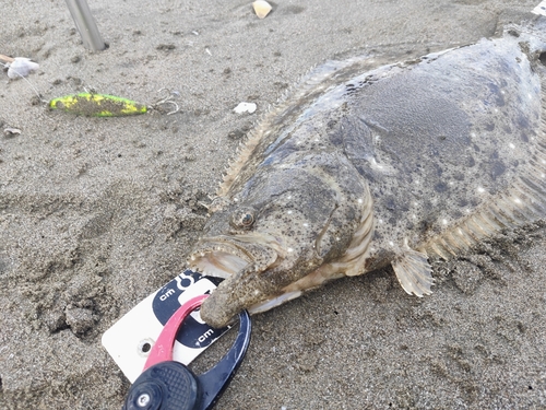 ヒラメの釣果