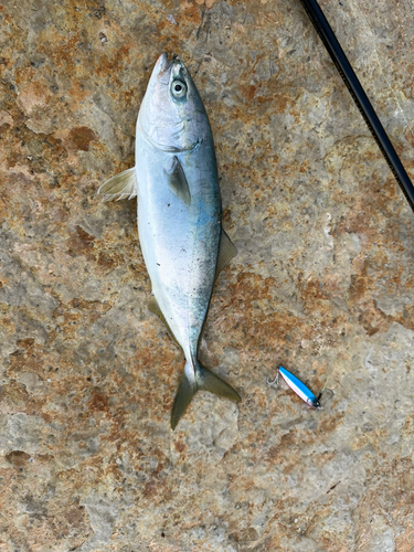 ハマチの釣果